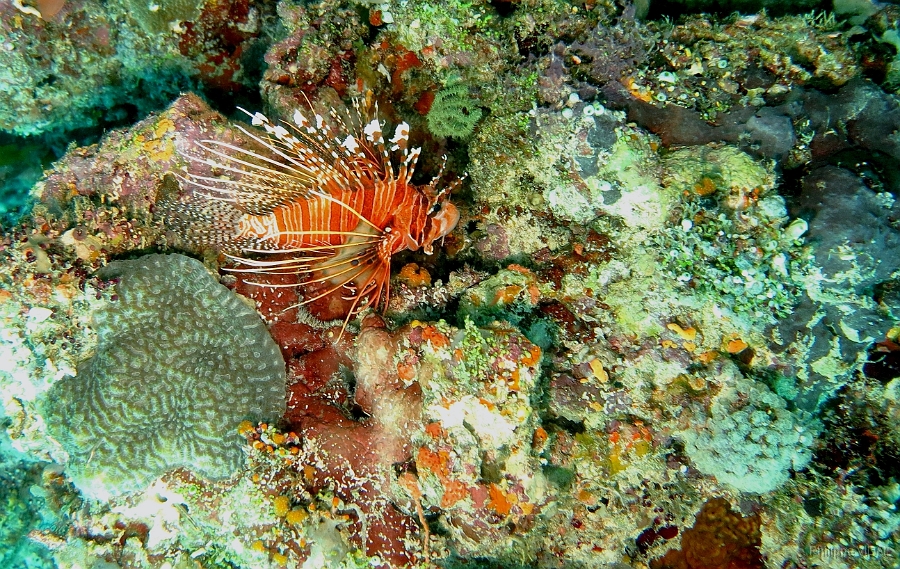 IMG_0270rc_Maldives_Madoogali_Laffe cornu ou poisson diale ou pterois a antennes - Pterois antennata.jpg